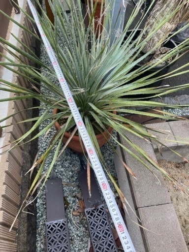 ボリューム満点株 ウィーレリ - ガーデニング 