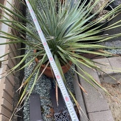 ボリューム満点株 ウィーレリ 