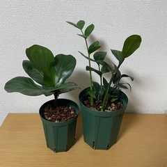 ザミオクルカス　観葉植物　2個セット