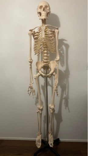 【13日限定価格】人体骨格標本/模型/美品/約166cm