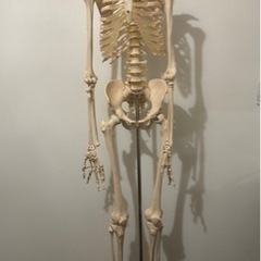 【13日限定価格】人体骨格標本/模型/美品/約166cm