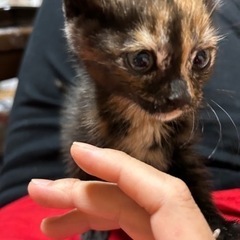受付中⭐︎生後1ヶ月のサビ猫ちゃん