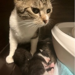 親猫と子猫3匹