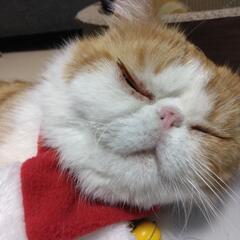猫を探しています!!埼玉県吉川市で行方不明
