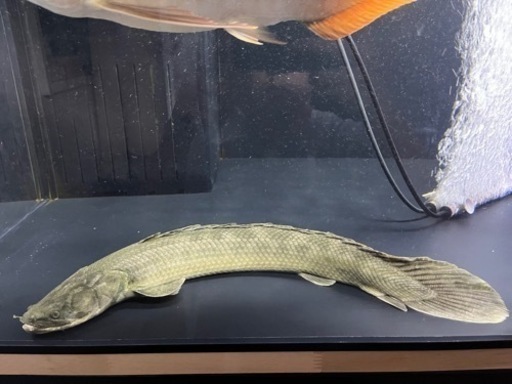 ワイルドポリプテルス　50cm +
