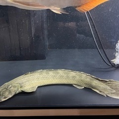 ワイルドポリプテルス　50cm +