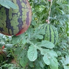 有機栽培の西瓜