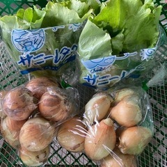 レタス&玉ねぎ　野菜