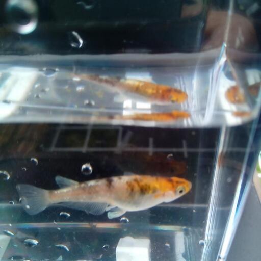 ３色メダカ