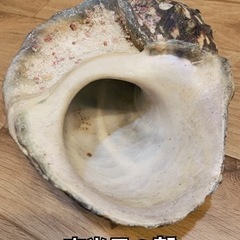夜光貝の殻