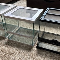 オペルクリカリアパキプス発根済み大株みやび鉢付き