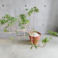 観葉植物シェフレラ