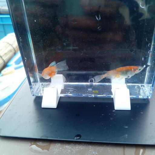 あけぼの３色RLF