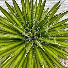 【ユッカ　フィリフェラ】ロストラータ　　ドラガーデン　
生活雑貨 家庭用品 ガーデニング