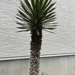 【ユッカ　フィリフェラ】ロストラータ　　ドラガーデン　
生活雑貨 家庭用品 ガーデニング