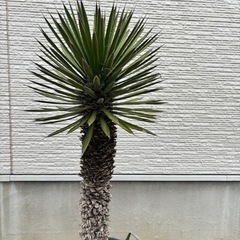 【ユッカ　フィリフェラ】ロストラータ　　ドラガーデン　
生活雑貨 家庭用品 ガーデニング