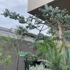 大型植物 ユーカリ ポポラス 