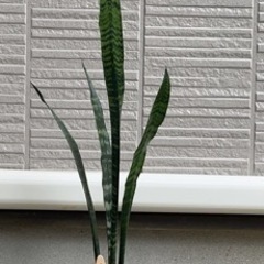 観葉植物 サンスベリア1