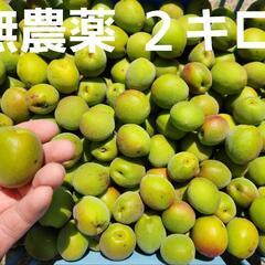 採れたて！千葉県産 青梅 無農薬 ２キロ