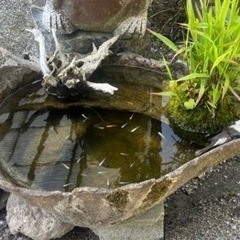 オリジナル手造りめだか鉢