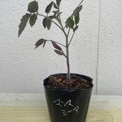マンマミーア珍しいトマト苗鉢植え栽培ベランダ家庭菜園野菜ガーデニング