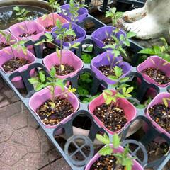ミニトマトと青紫蘇の苗