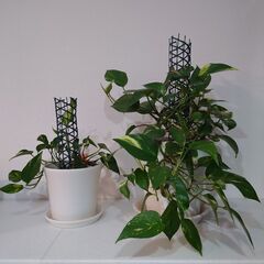 観葉植物　ポトス　鉢植え2個