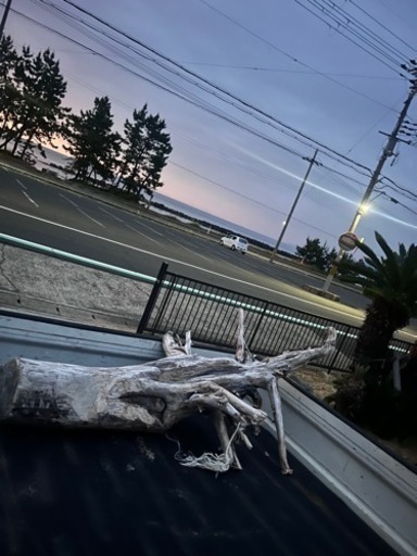 巨大流木