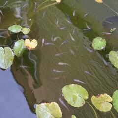 メダカ&水生植物