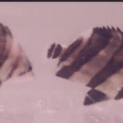 最終土日限定‼️‼️ 上物 ダトニオ各種     激安 ‼️‼️