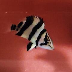 最終土日限定‼️‼️ 上物 ダトニオ各種     激安 ‼️‼️