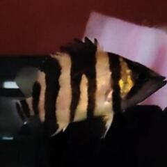 最終土日限定‼️‼️ 上物 ダトニオ各種     激安 ‼️‼️