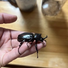 琉球カブト　カブトムシ　クワガタ