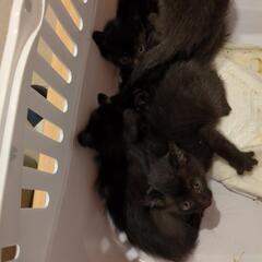 黒子猫５匹います。