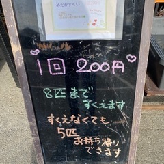 めだか掬い  1回 200円𓆜𓆝𓆟