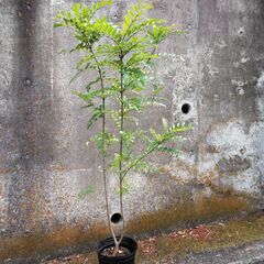 観葉植物（シマトネリコ、高さ約130cm）