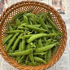新鮮野菜3 スナップエンドウ豆 本日収穫　