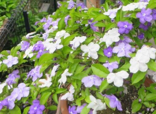 観葉植物、庭木(ニオイバンマツリ、樹高約25cm ）