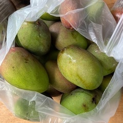 【ネット決済】摘果マンゴー食品
