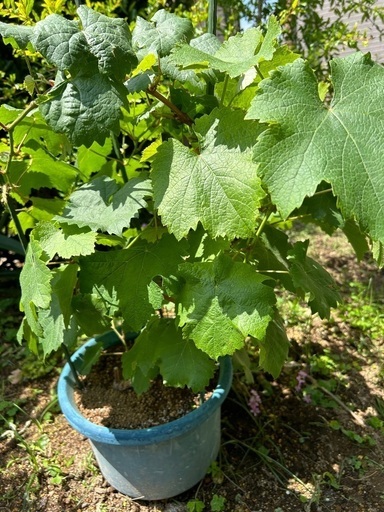 ぶどう 鉢植え　果樹苗
