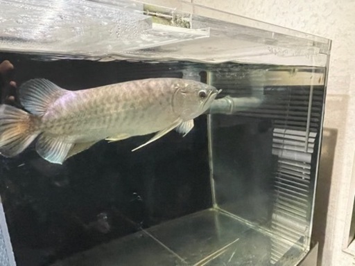 熱帯魚 古代魚