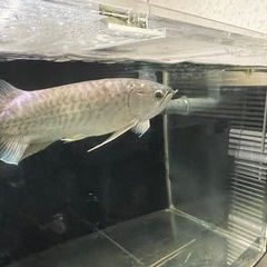 【ネット決済】熱帯魚 古代魚 