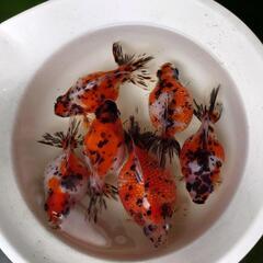 金魚 キャリコピンポンパール 2歳 6匹 めだか 水槽 水草 ビ...