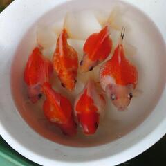 金魚 ピンポンパール 紅白 2歳 6匹  めだか 水草 水槽 ビ...