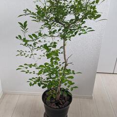 観葉植物 シルクジャスミン 月橘 110cm 