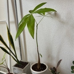 【ネット決済】パキラ　観葉植物