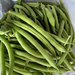 野菜　無農薬　インゲン豆　　