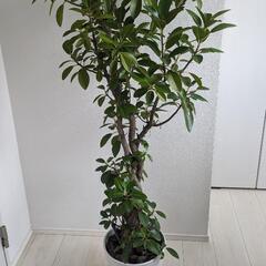 観葉植物 フランスゴムの木 140cm位
