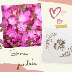 【花種】シレネ・ペンデュラ