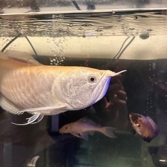 受け付け終了／最終値下げ！90cm水槽セット 生体➆他おまけ